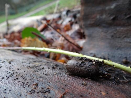 Lasiocampa quercus